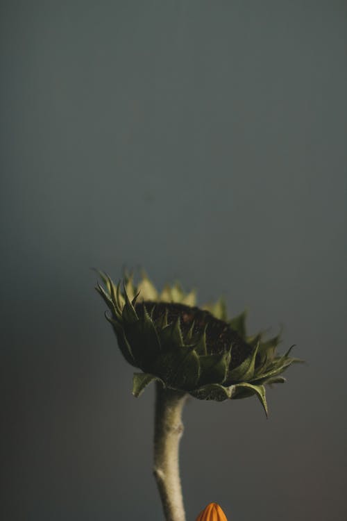 a sunflower with green leaves